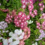 Phlox drummondii Flower
