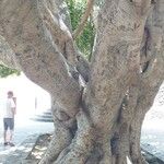 Ficus microcarpa Koor