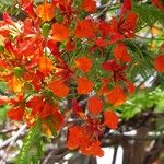 Delonix regia Flower