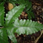Bolbitis auriculata Leaf