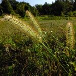 Setaria pumila Fruct