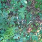 Chaerophyllum aromaticum 果實