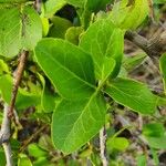 Mystroxylon aethiopicum Leaf