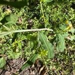 Solidago caesia Лист