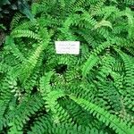 Adiantum caudatum Leaf