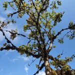 Acer campbellii Lapas