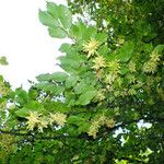 Carpinus betulus عادت داشتن