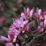 Rhododendron pubescens Flor