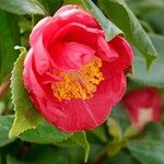 Camellia sasanqua Flor