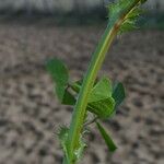 Medicago polymorpha Corteza