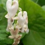 Dicentra canadensis Flower