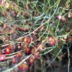 Rumex induratus ফল