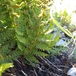 Dryopteris villarii Fulla