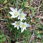 Ornithogalum exscapumKukka