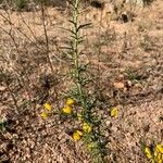 Ulex parviflorus Листок