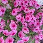 Phlox drummondiiᱵᱟᱦᱟ