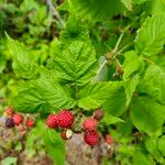 Rubus occidentalis Leaf