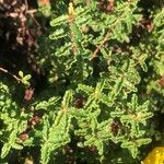 Hypericum balearicum Hoja