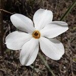 Narcissus serotinus ফুল