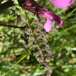 Pedicularis palustris ഇല