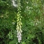 Digitalis grandifloraFlower