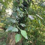 Populus × generosa Leaf