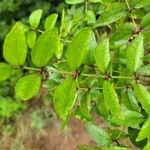 Zanthoxylum clava-herculis Leaf