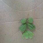 Guarea pubescens Leaf