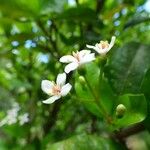 Pyrostria commersonii Flower