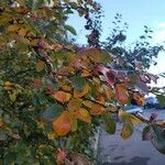 Cotoneaster acutifolius Foglia