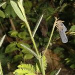 Crotalaria sagittalis Froito