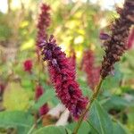 Persicaria orientalis Žiedas