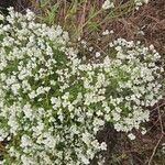 Pseudognaphalium californicum Fiore