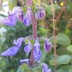Coleus barbatus Õis