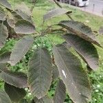 Handroanthus heptaphyllus Folha