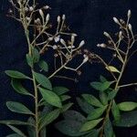 Baccharis rufidula Fruit