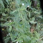 Epilobium roseum Flower