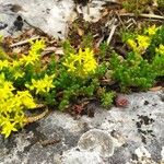 Sedum acre Агульны выгляд