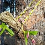 Dendrobium parishii Flower