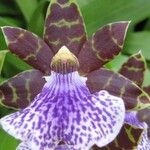 Zygopetalum maculatum Flor