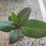 Ficus benghalensis 花