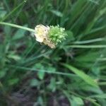 Ranunculus lingua Fruit