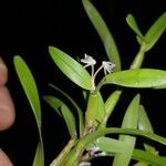Scaphyglottis stellata Hoja