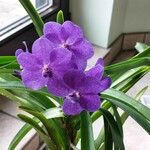 Vanda coerulescens Cvet