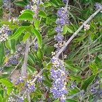 Memecylon umbellatum Flower