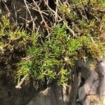Felicia fruticosa Hoja