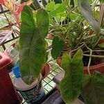 Philodendron burle-marxii List