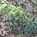 Helleborus foetidus Leaf