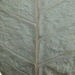Neea floribunda Other