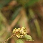 Dialium tessmannii Flor